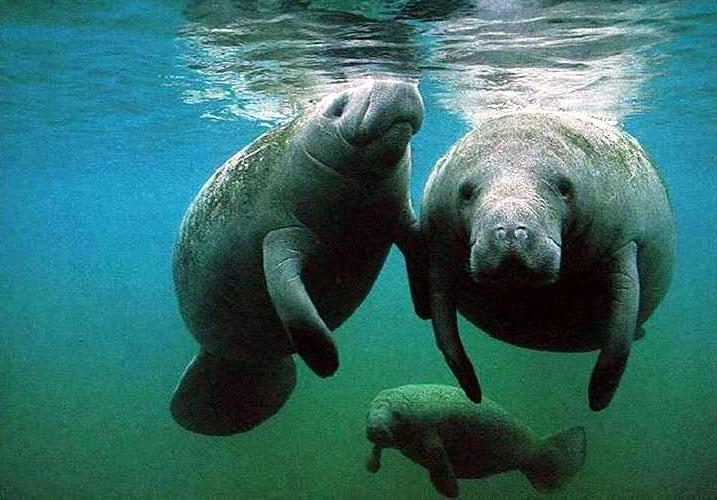 You and Me and a Manatee - Personalized Music for Children 